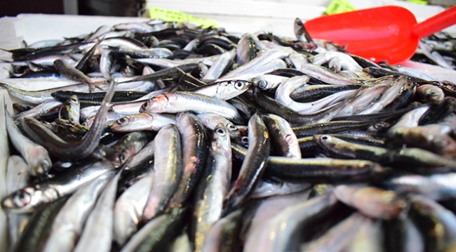 Marmara’ya ağ atacak balıkçılar umutlu